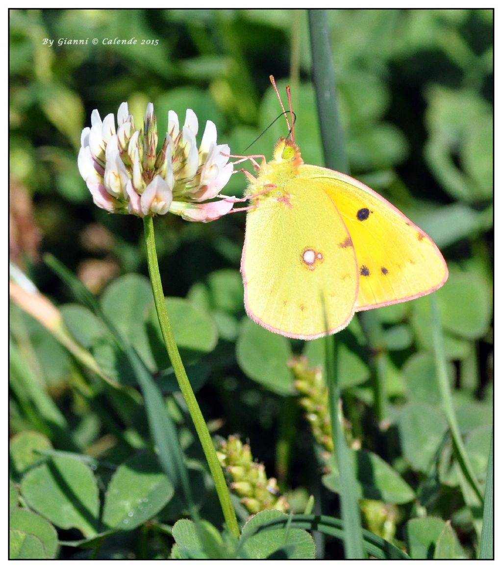 Colias crocea? S